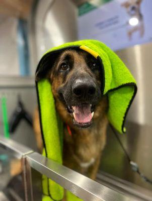 Lucky Puppy Nail Specialist