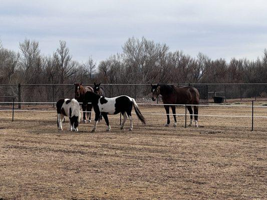 River Ranch Horse Resort