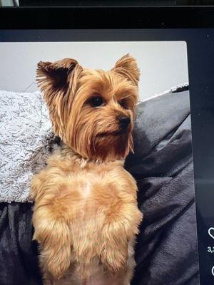 Pic shown to groomer.