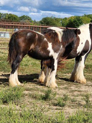 Chocolate Horse Farm Gypsy Vanners