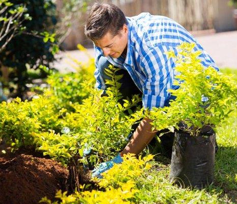 Cape Cod Tree Removal Services