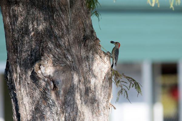 Blue Cypress Lakeside Cabins
