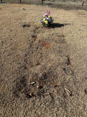 Unmarked grave after one year and paid in full. Contracted with Lakeview to maintain grave and keep tidy. This has not been the case.