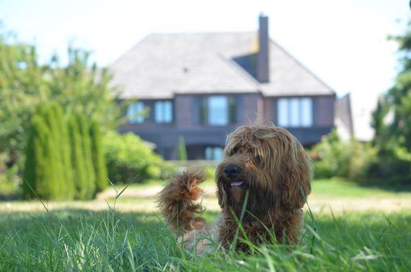 Manor Lake Labradoodles