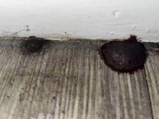 Living Room Mold closer view