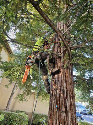 Twin Cities Tree Service