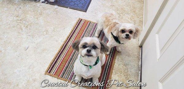 Coastal Creations Pet Salon