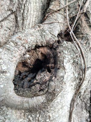 Catergory 5 Tree Service