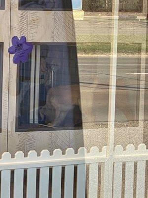 Puppygram Metro Detroit