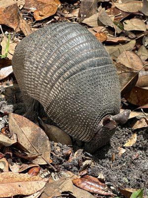 Cumberland Island Ferry
