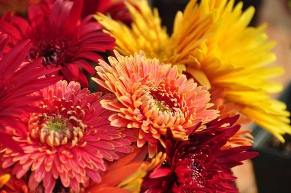 Govans Farmers' Market