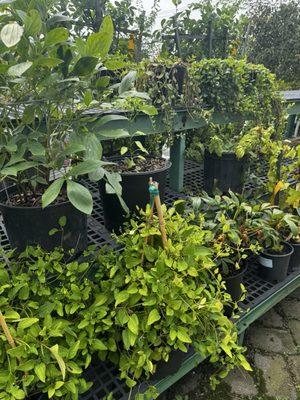 Matera Garden & Nursery Center