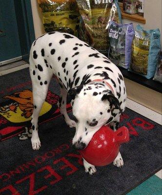 Bay Breeze Boarding & Grooming