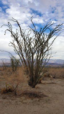 Ocotillo