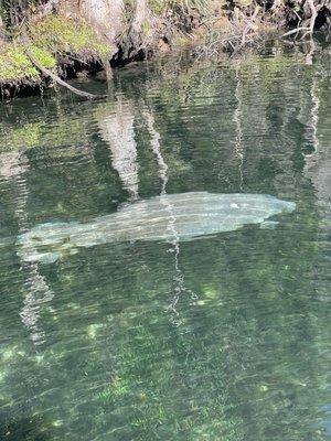 Crystal River Watersports