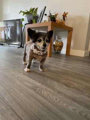 Flawless Pet Grooming School & Salon