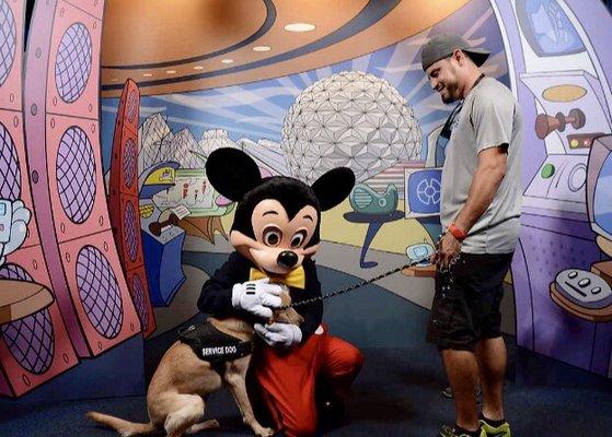 We took our Service dogs in Training everywhere including DISNEY