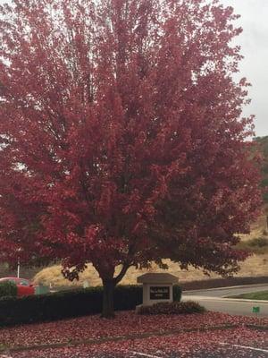 Lee Willis , DDS, IBO PC