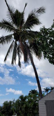 Ke Akua Tree Trimming