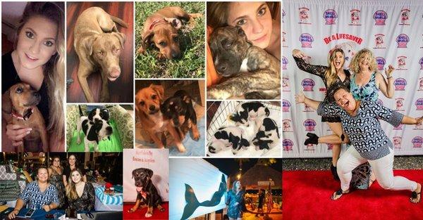 Marrvelous Pet Rescue