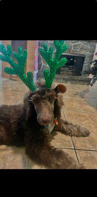 Walkie Talkie Buddies