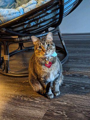 Snapper Pet Services