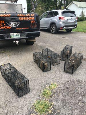 Groundhogs Wildlife control