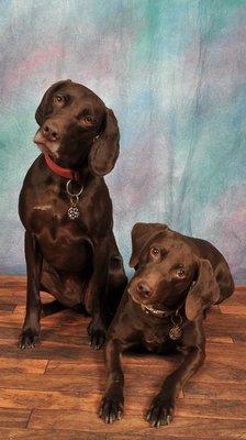 Pampered Pooch Pet Grooming