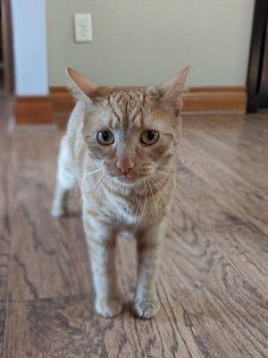 Sit and Stay Pet Sitting