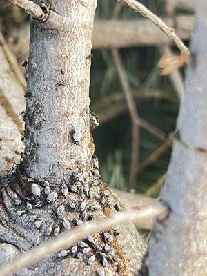 Snowy Peaks Tree Farm