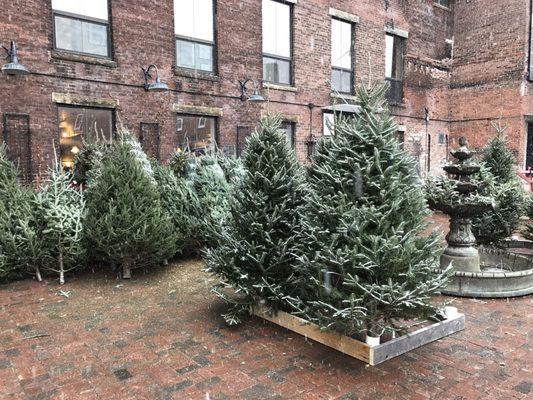 Prettiest Christmas tree lot!