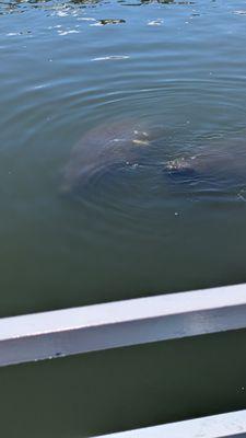 Space Coast River Tours