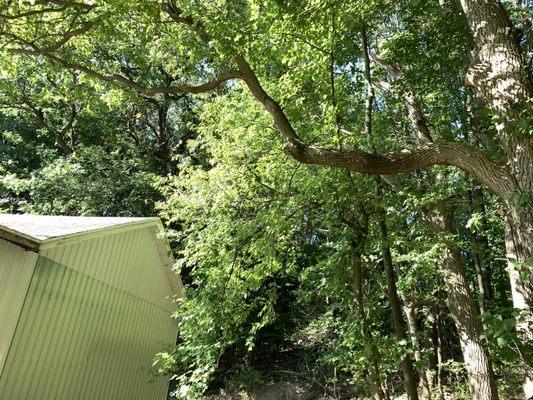 The Honest Woodsman Tree Snow And Landscape