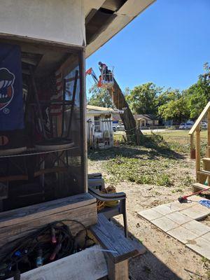 Harbor Landscape & Tree