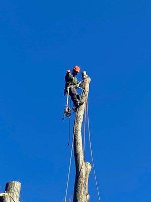 M Jacinto Tree Services & Landscaping