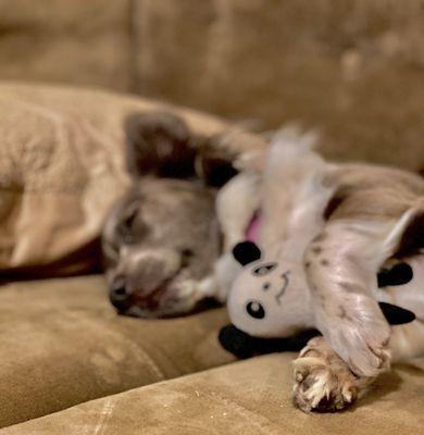 Circle B Veterinary Hospital