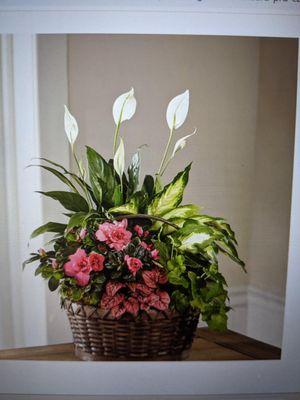 Petals and Blooms Flowers