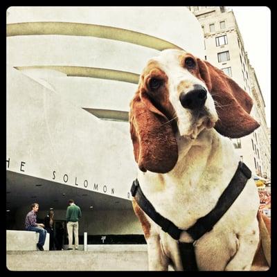 RuffCity Dog Walking