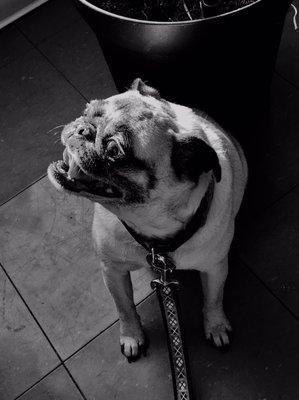 Peaceful Touch Pet Salon and Massage