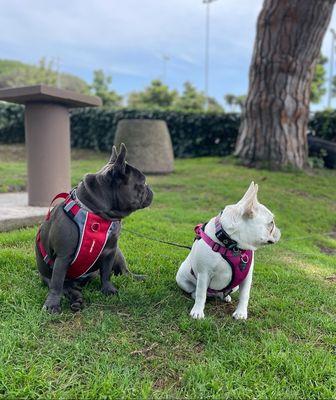 Escobar Dog Training