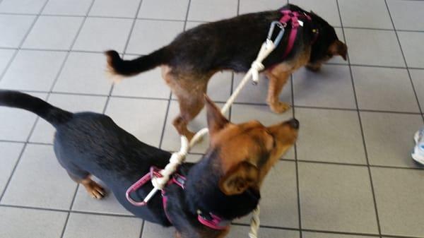 My dogs waiting in the air conditioned lobby