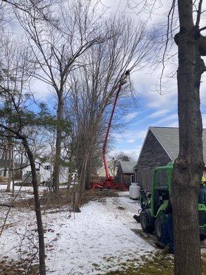 Tree Removal