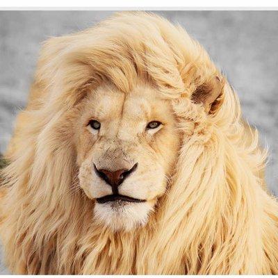 Golden Statewide Solor/ADU'S