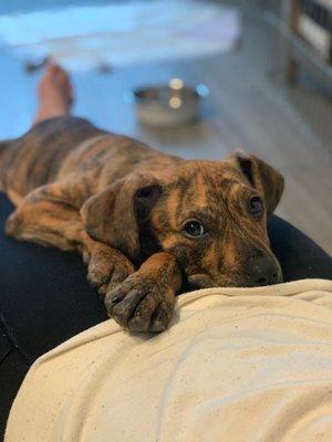 A New Chance Animal Rescue