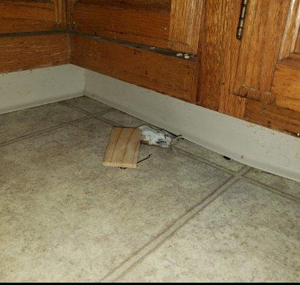Move here if you love dealing with mice everyday even though you keep your apartment super clean :)