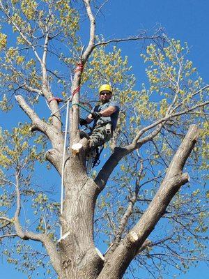 Statewide TLC Tree Landscape Crane