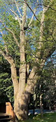 All American Tree Care