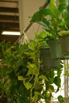 Hanging houseplants