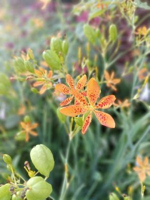 Fort Frederick State Park