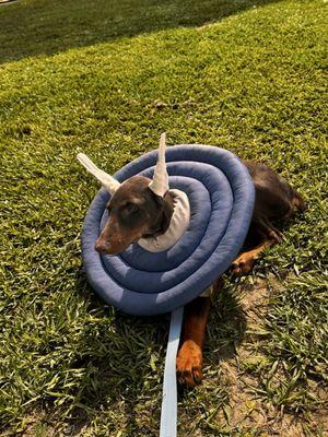 This is day 16 my debo got her stitches out and retape! Ill keep updating every 2 weeks